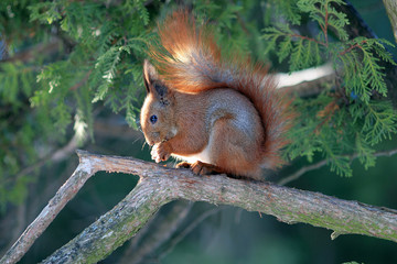 squirrel gnaws a nutlet