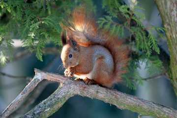 squirrel gnaws a nutlet