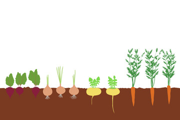 Vegetables carrot, onion, turnip and beet in the soil in the garden vector illustration eps