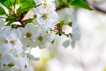 The bee collects honey from the flowers of cherries. Blossom of Cherry_ © Volodymyr