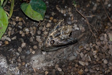 Schmetterling