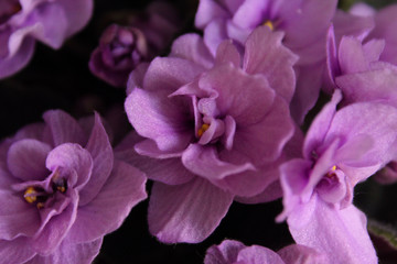 Naklejka na ściany i meble purple flower