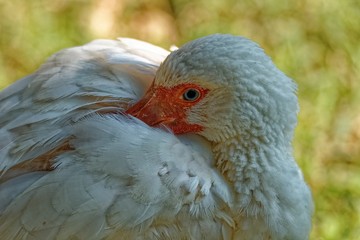 Goose