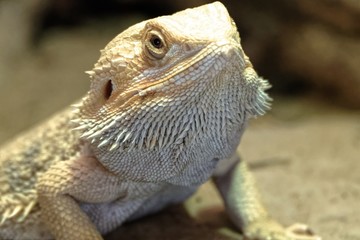 Lizard