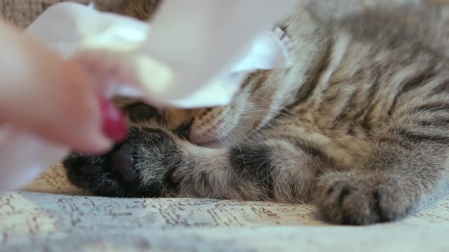 Funny little kitten plays, british-scottish fold cat