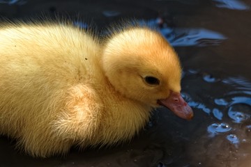 Duckling