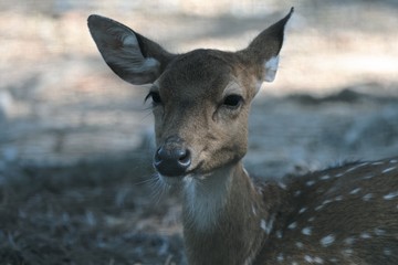 Deer