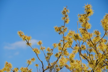 Obraz premium branch of a tree