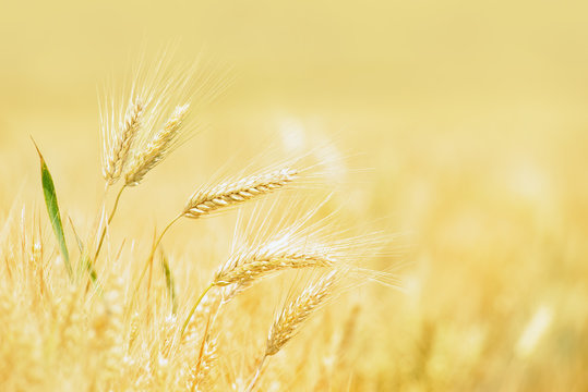 Getreide&auml;hre im Feld