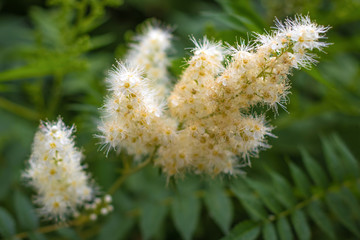 Meadowsweet (Filipendula ulmaria) blooms, closeup top view