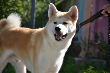 akita