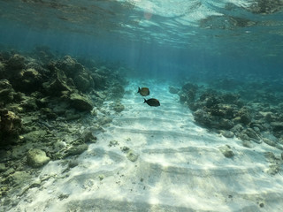 Underwater coral reef and fish in Indian Ocean, Maldives. Tropical clear turquoise water