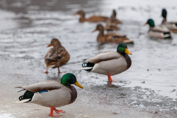 Flock of Mallard Ducks in flight over winter lake and forest lan