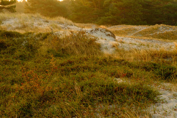 Sonnenaufgang am Darßer Ort an der Ostsee in der Kernzone des Nationalpark Vorpommersche Boddenlandschaft am Darßer Weststrand, Mecklenburg Vorpommern, Deutschland