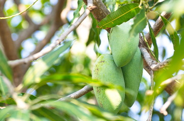 Close-up Fresh Green Mango Fruit.