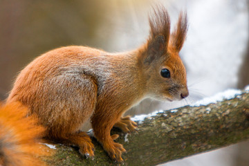 Close up Red and Grey Squirrel (Sciurus Vulgaris) sitting on a log staring at camera