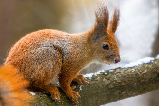 Close up Red and Grey Squirrel (Sciurus Vulgaris) sitting on a log staring at camera © Avanta