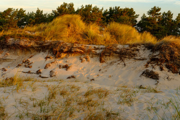 Sonnenaufgang am Darßer Ort an der Ostsee in der Kernzone des Nationalpark Vorpommersche Boddenlandschaft am Darßer Weststrand, Mecklenburg Vorpommern, Deutschland