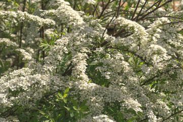 close up of blooming spiraea branches