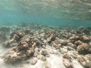 Underwater coral reef and fish in Indian Ocean, Maldives. Tropical clear turquoise water