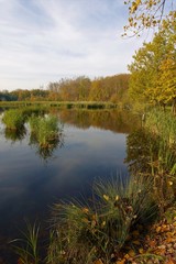 Fototapeta na wymiar Landscape with lake and trees