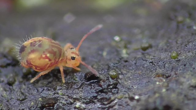 Kugelspringer im Herbst auf Gartenlaub
