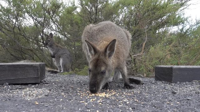 Two Bennets wallaby, Tasmania, Australia