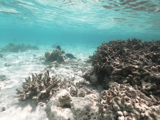 Underwater coral reef and fish in Indian Ocean, Maldives. Tropical clear turquoise water