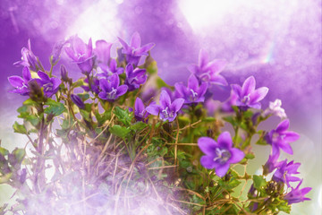 Fototapeta na wymiar Purple flowers with beautiful lighting elements