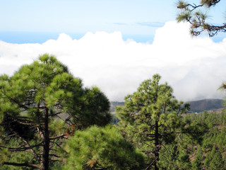 Fototapeta na wymiar pines and sky