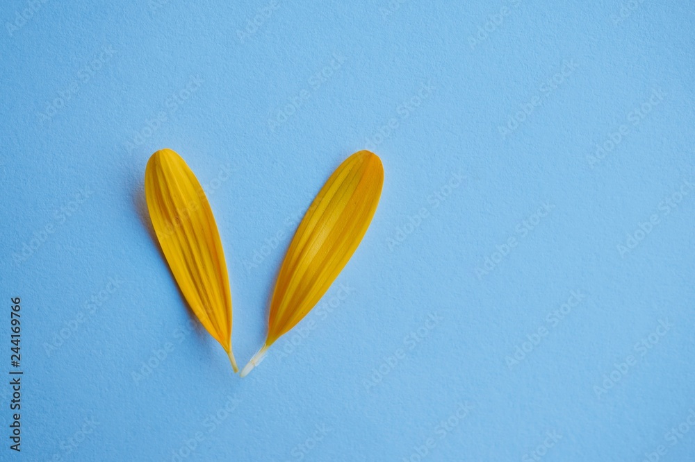 Wall mural romantic yellow flower decoration in the nature