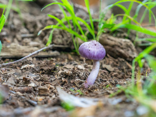 Inocybe geophylla var. lilacina