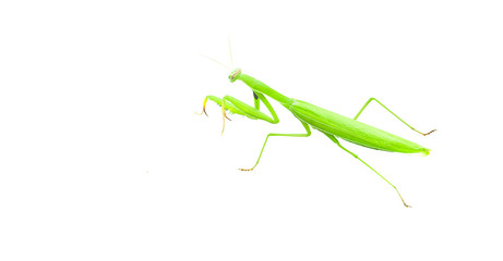 mantis on white wall. beautiful insect