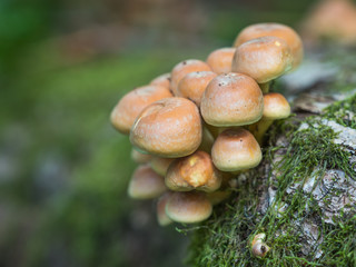 Sulphur tuft, sulfur tuft or clustered woodlover.