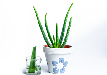 on white background isolated aloe vera leaves and freshly cut leaf slices