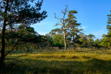 Sonnenaufgang am Dar&szlig;er Ort an der Ostsee in der Kernzone des Nationalpark Vorpommersche Boddenlandschaft am Dar&szlig;er Weststrand, Mecklenburg Vorpommern, Deutschland