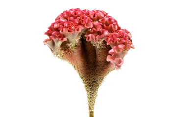 Pink cockscomb flower on white background.