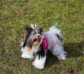 Inseparative shaggy handsome Yorkshire terriers