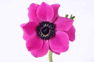Fototapeta Purple anemone flower on white background obraz