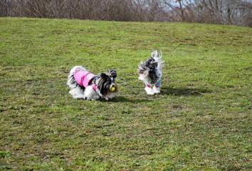 Inseparative shaggy handsome Yorkshire terriers