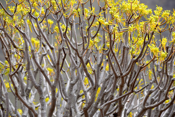 Saint John's wort in Gomera