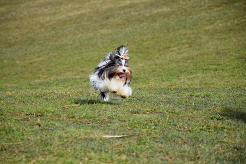 Naklejka na ściany i meble Yorkshire terrier is rushing across the meadow
