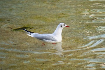 white seagull bird in the water in the lake