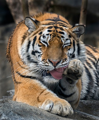 Young siberian tiger . Latin name - Panthera tigris altaica	