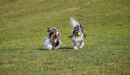 Inseparative shaggy handsome Yorkshire terriers