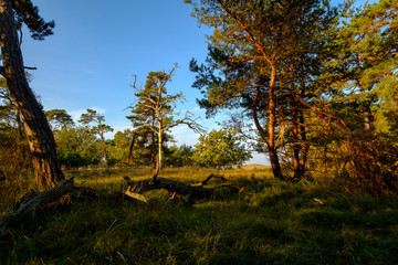 Fototapeta premium Sonnenaufgang am Darßer Ort an der Ostsee in der Kernzone des Nationalpark Vorpommersche Boddenlandschaft am Darßer Weststrand, Mecklenburg Vorpommern, Deutschland