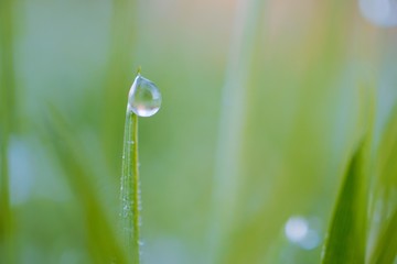 raindrops on the green grass plant in the garden in the nature