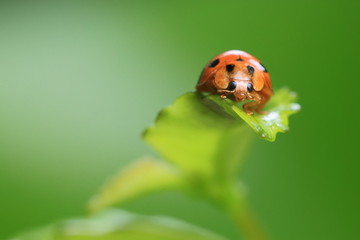 Ladybug on green background