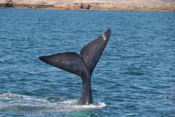 Fototapeta premium Baleine franche australe