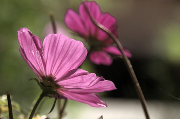 Purple Dahlia bloom lit through by Sun © elliottcb